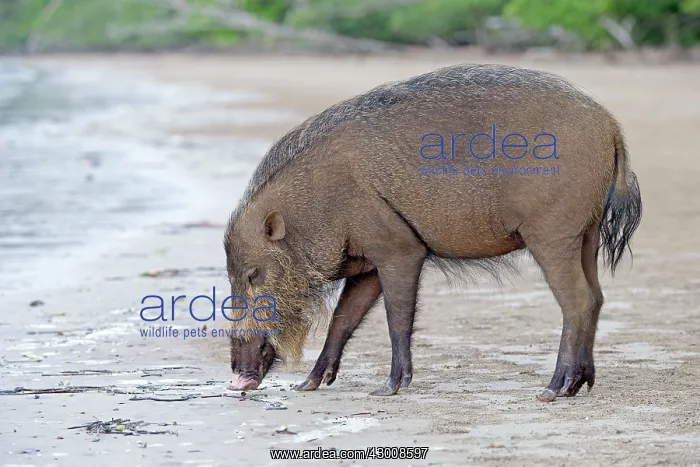 : Bornean Bearded Pig on the beach : Bornean Bearded Pig on the beach