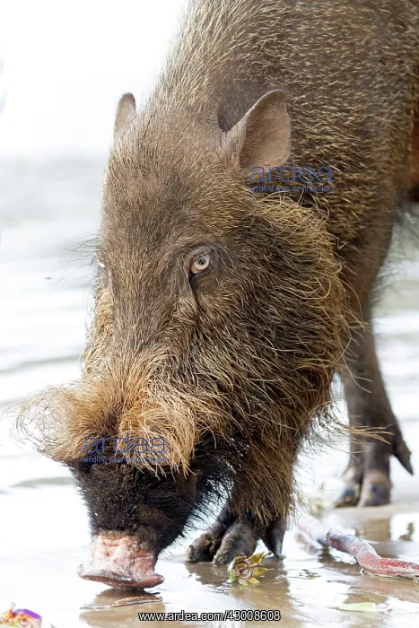 : Bornean Bearded Pig on the beach : Bornean Bearded Pig on the beach