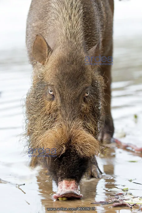 : Bornean Bearded Pig on the beach : Bornean Bearded Pig on the beach