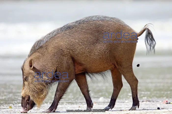 : Bornean Bearded Pig on the beach : Bornean Bearded Pig on the beach