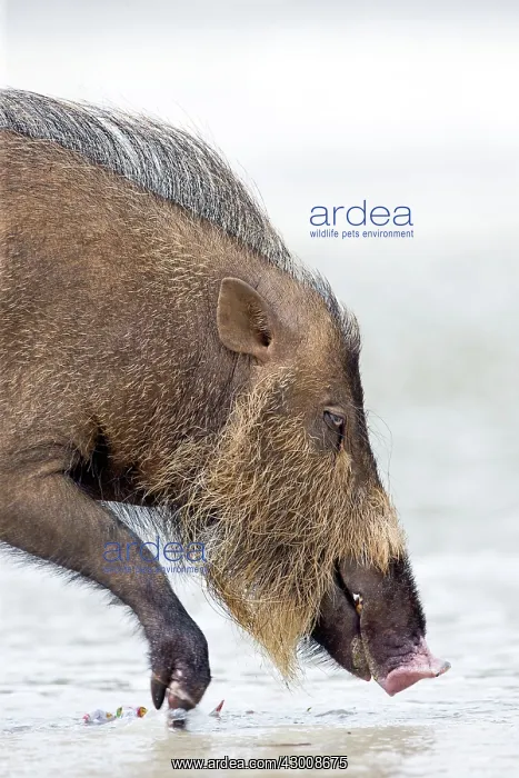 : Bornean Bearded Pig on the beach : Bornean Bearded Pig on the beach
