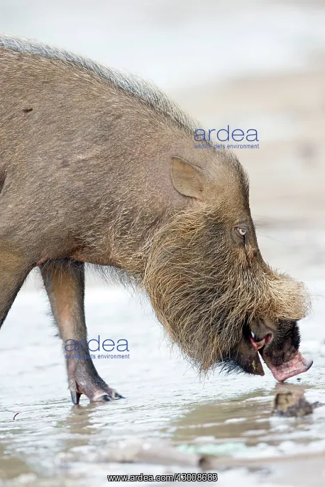 : Bornean Bearded Pig on the beach : Bornean Bearded Pig on the beach