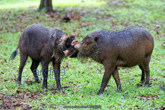 : Bornean Bearded Pig males fighting : Bornean Bearded Pig males fighting