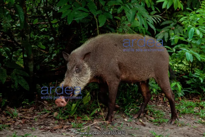 : Bornean bearded pig (Sus barbatus) female, Tanju : Bornean bearded pig (Sus barbatus) female, Tanju