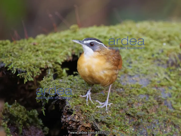 : Bornean Black Capped Babbler Pellorneum capistra : Bornean Black Capped Babbler Pellorneum capistra