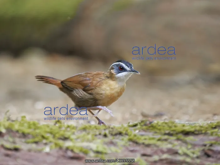 : Bornean Black Capped Babbler Pellorneum capistra : Bornean Black Capped Babbler Pellorneum capistra