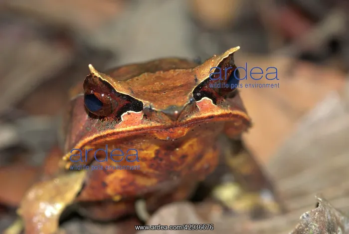 : Bornean Horned Frog : Bornean Horned Frog