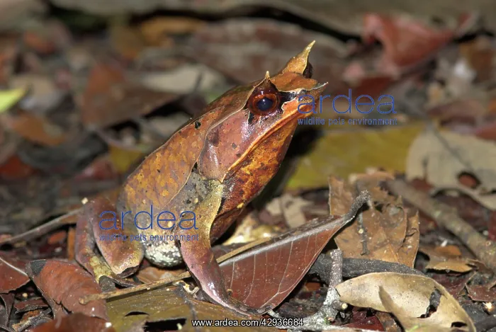 : Bornean Horned Frog : Bornean Horned Frog