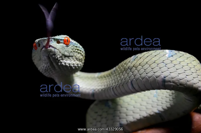 : Bornean keeled Pit Viper (Tropidolaemus subannulatus) : Bornean keeled Pit Viper (Tropidolaemus subannulatus)