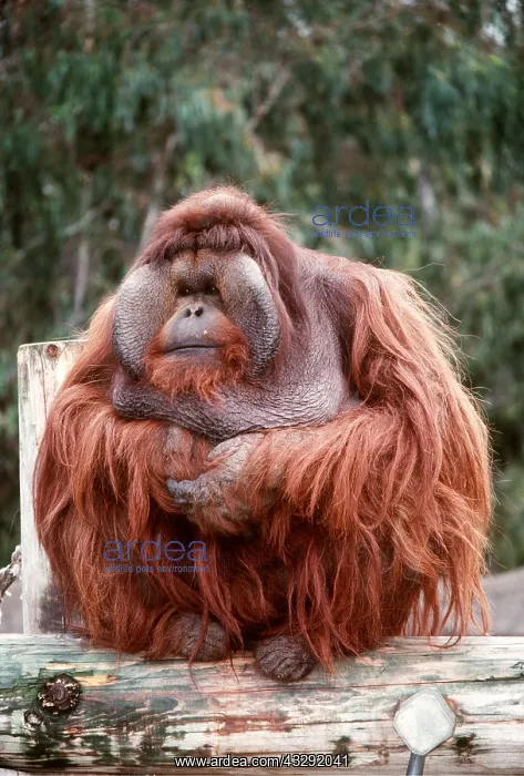 : BORNEAN ORANG-UTAN : BORNEAN ORANG-UTAN
