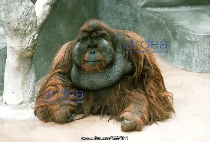 : BORNEAN ORANG-UTAN : BORNEAN ORANG-UTAN