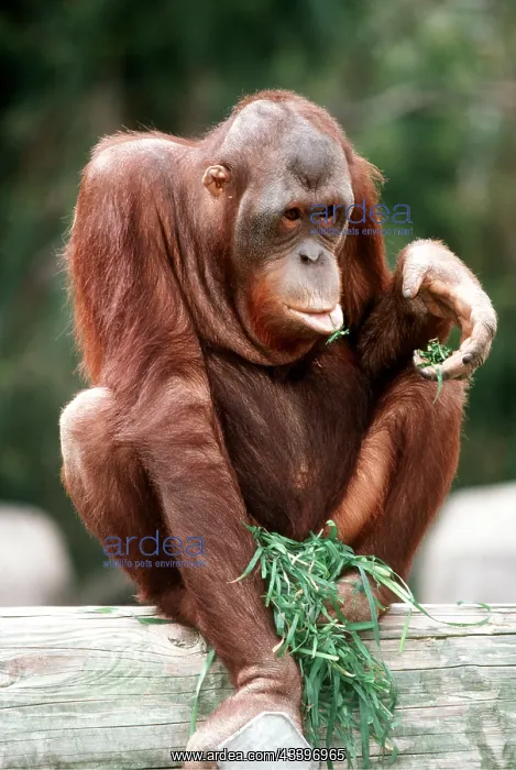 : BORNEAN ORANG-UTAN : BORNEAN ORANG-UTAN