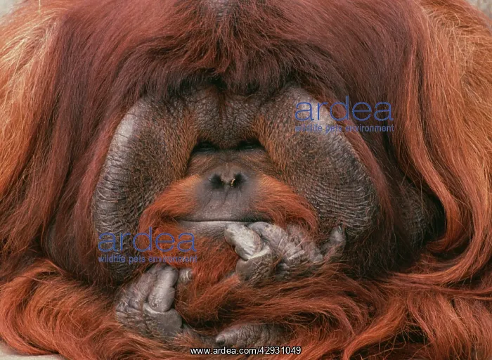 : Bornean Orang-utan - Adult male in zoo : Bornean Orang-utan - Adult male in zoo
