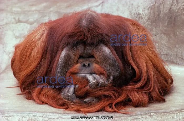 : Bornean ORANG-UTAN - Adult male in zoo : Bornean ORANG-UTAN - Adult male in zoo