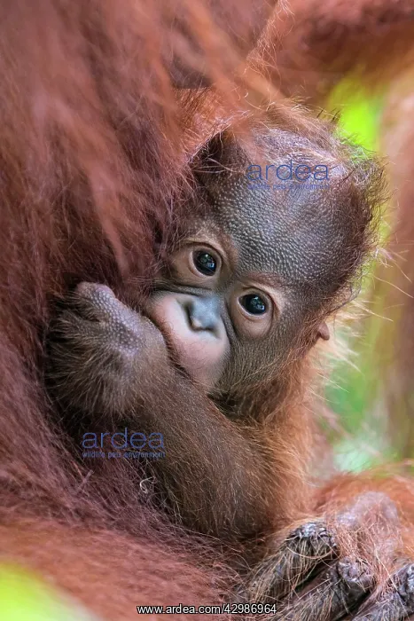 : Bornean Orang utan. baby in mother's arms - Malaysia : Bornean Orang utan. baby in mother's arms - Malaysia