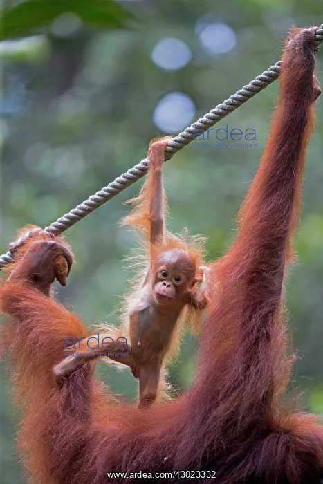 : Bornean Orangutan : Bornean Orangutan