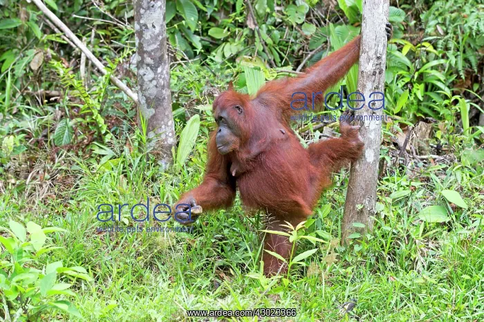: Bornean Orangutan : Bornean Orangutan