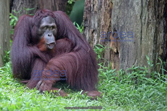  : Bornean Orangutan