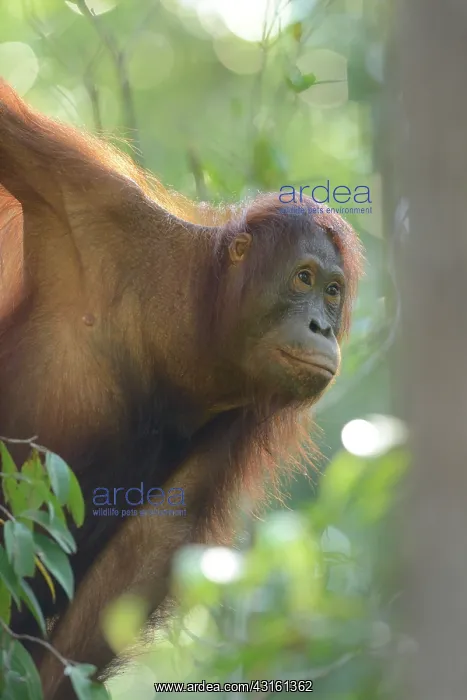 : Bornean Orangutan : Bornean Orangutan