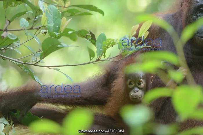 : Bornean Orangutan : Bornean Orangutan