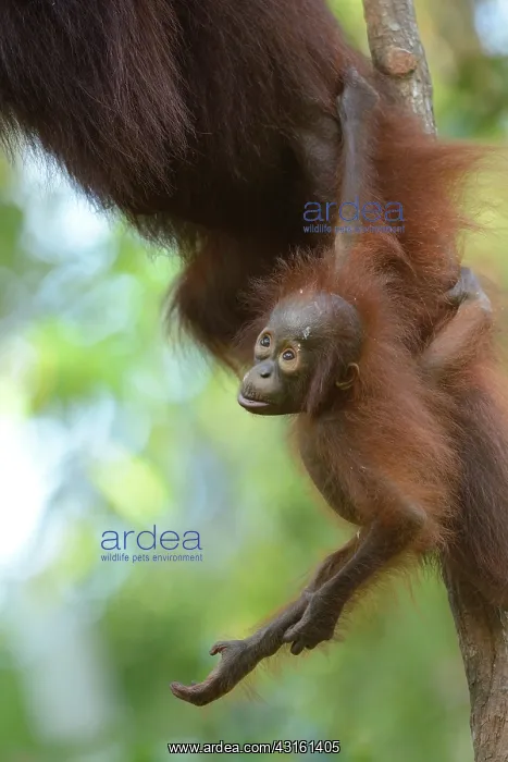 : Bornean Orangutan : Bornean Orangutan