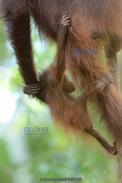 : Bornean Orangutan : Bornean Orangutan