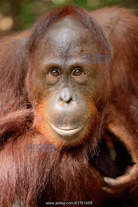 : Bornean Orangutan : Bornean Orangutan
