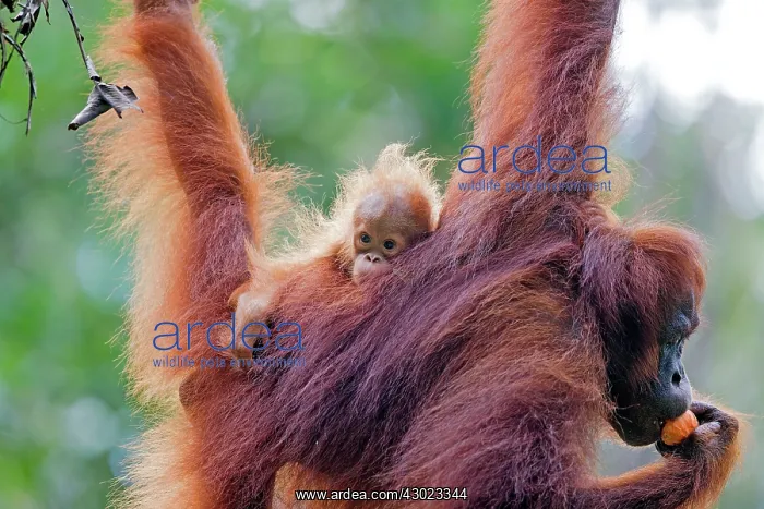 : Bornean Orangutan - adult female and young : Bornean Orangutan - adult female and young