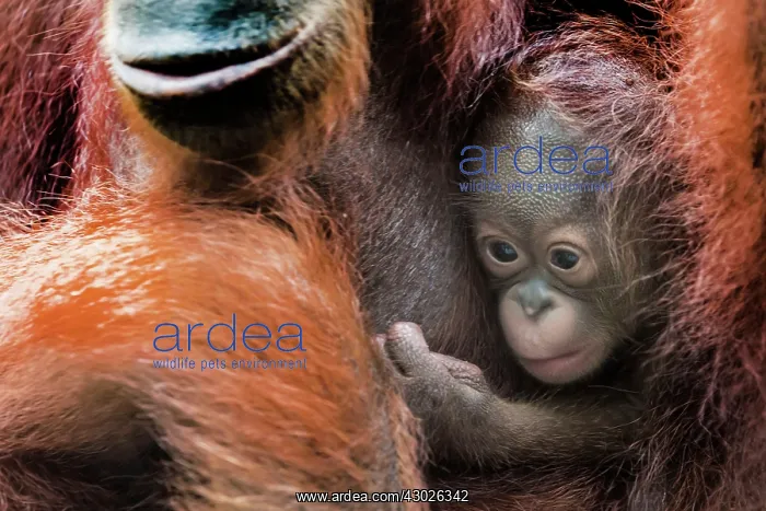  : Bornean Orangutan baby and mother