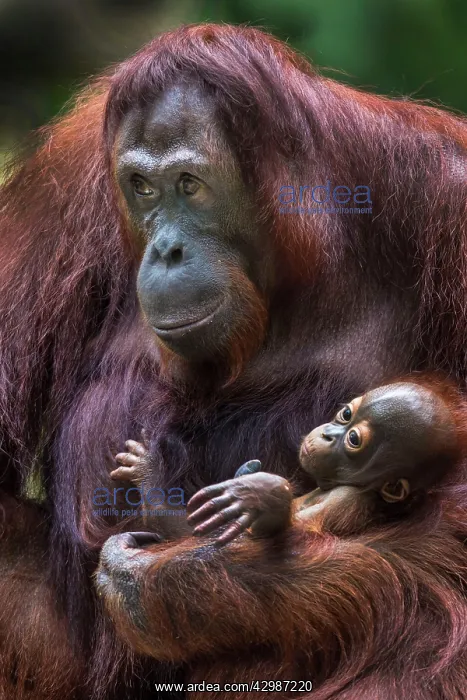  : Bornean Orangutan. baby in mother's arms - Malaysia