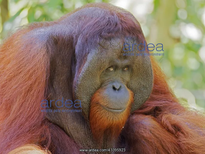: Bornean Orangutan dominant male Pongo pygmaeus : Bornean Orangutan dominant male Pongo pygmaeus