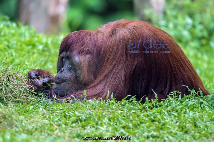 : Bornean Orangutan. eating grass - Malaysia : Bornean Orangutan. eating grass - Malaysia