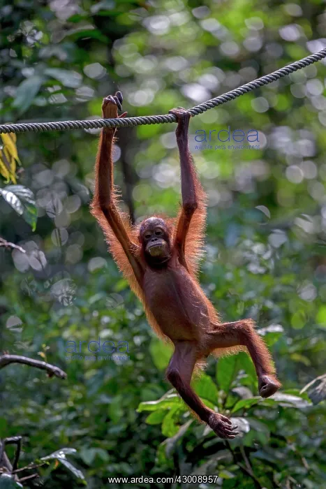 : Bornean Orangutan at the feeding station hanging from rope : Bornean Orangutan at the feeding station hanging from rope