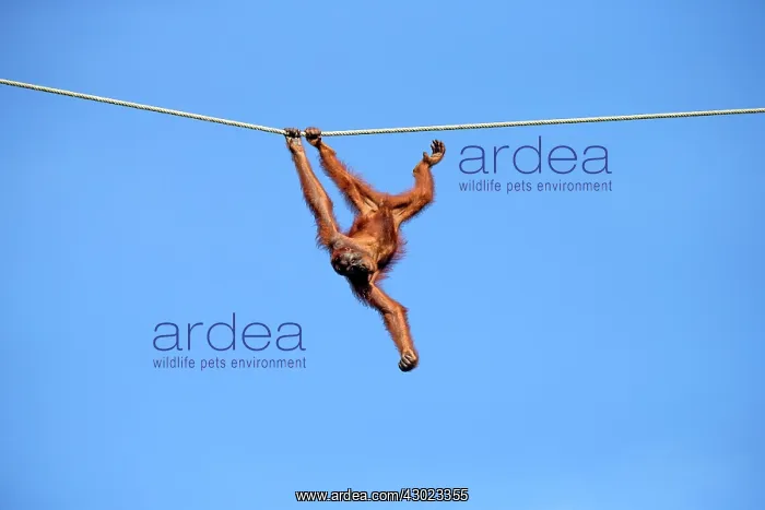 : Bornean Orangutan - at the feeding station hanging from rope : Bornean Orangutan - at the feeding station hanging from rope