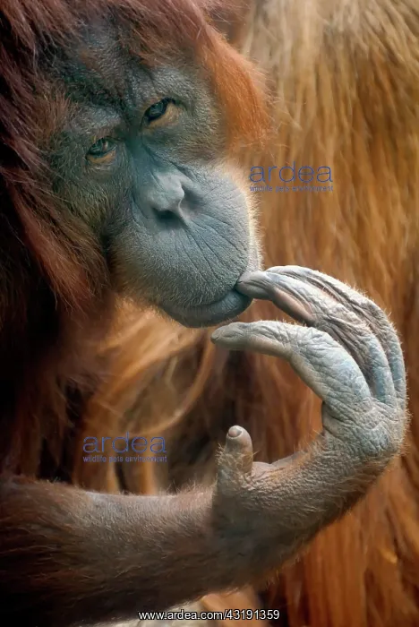 : Bornean Orangutan (Pongo pygmaeus), thoughtful-looking : Bornean Orangutan (Pongo pygmaeus), thoughtful-looking