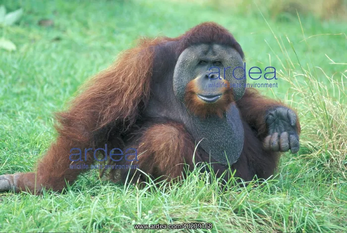 : Bornean Orangutan (Pongo pygmaeus), adult, portrait : Bornean Orangutan (Pongo pygmaeus), adult, portrait