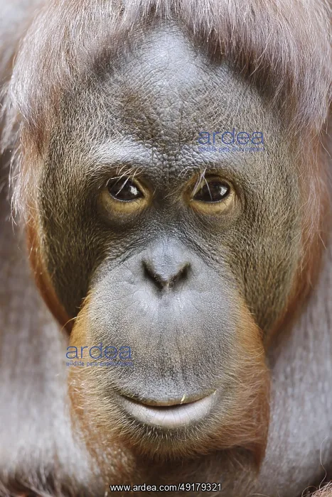 : Bornean orangutan (Pongo pygmaeus) : Bornean orangutan (Pongo pygmaeus)