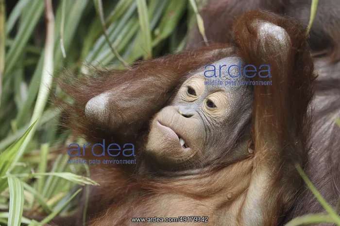  : Bornean orangutan (Pongo pygmaeus)