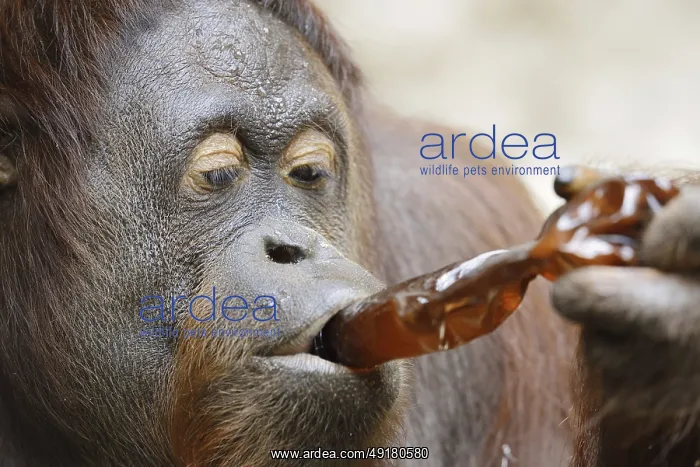 : Bornean orangutan (Pongo pygmaeus) : Bornean orangutan (Pongo pygmaeus)