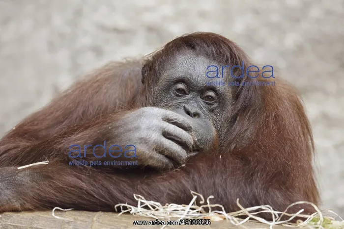 : Bornean orangutan (Pongo pygmaeus) : Bornean orangutan (Pongo pygmaeus)