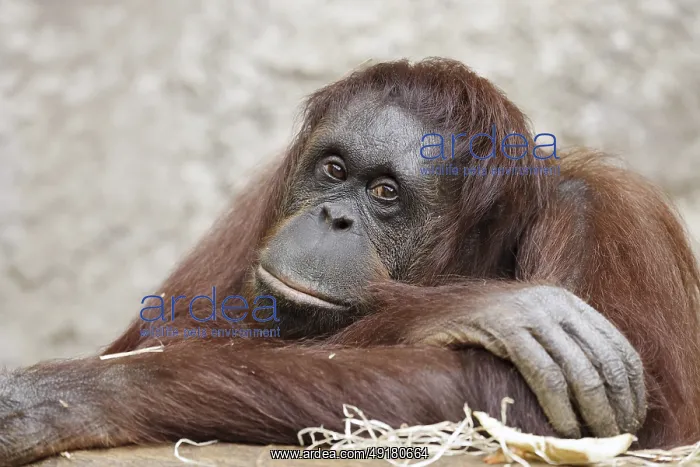 : Bornean orangutan (Pongo pygmaeus) : Bornean orangutan (Pongo pygmaeus)