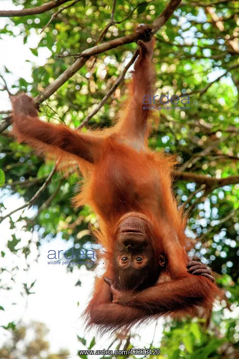 : Bornean orangutan (Pongo pygmaeus) juvenile play : Bornean orangutan (Pongo pygmaeus) juvenile play