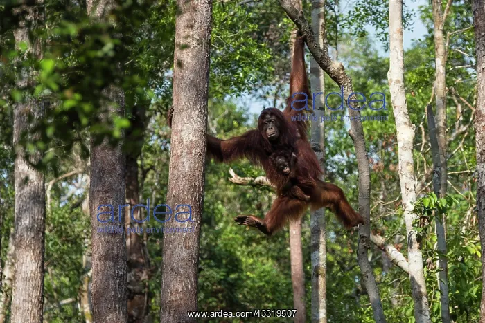 : Bornean orangutan (Pongo pygmaeus), mother with : Bornean orangutan (Pongo pygmaeus), mother with