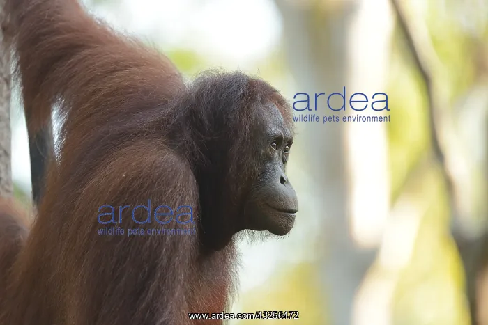: Bornean Orangutan (Pongo pygmaeus) portrait, In : Bornean Orangutan (Pongo pygmaeus) portrait, In