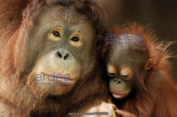 : Bornean Orangutan (Pongo pygmaeus pygmaeus), female : Bornean Orangutan (Pongo pygmaeus pygmaeus), female