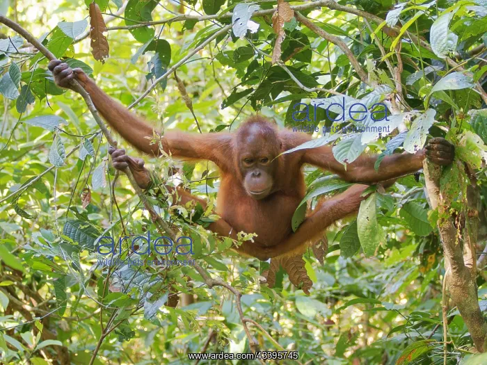 : Bornean Orangutan Pongo pygmaeus Sabah, Malaysi : Bornean Orangutan Pongo pygmaeus Sabah, Malaysi