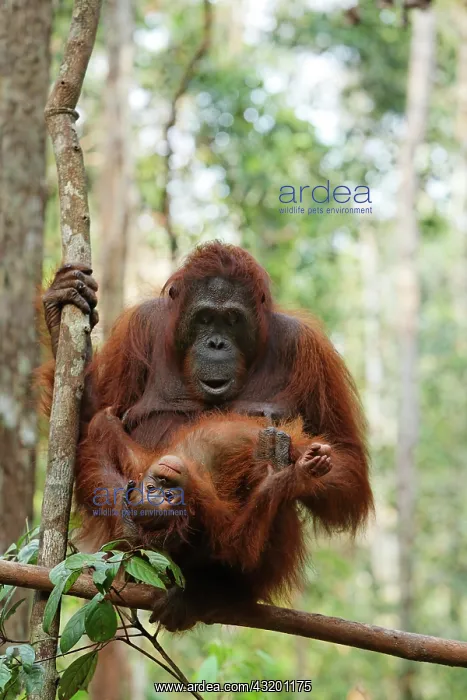 : Bornean Orangutan (Pongo pygmaeus) with young at : Bornean Orangutan (Pongo pygmaeus) with young at