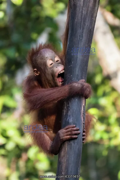 : Bornean orangutan (Pongo pygmaeus), young animal : Bornean orangutan (Pongo pygmaeus), young animal