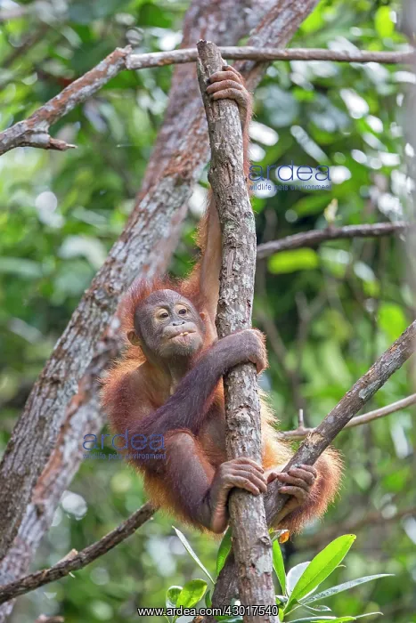 : Bornean Orangutan young : Bornean Orangutan young