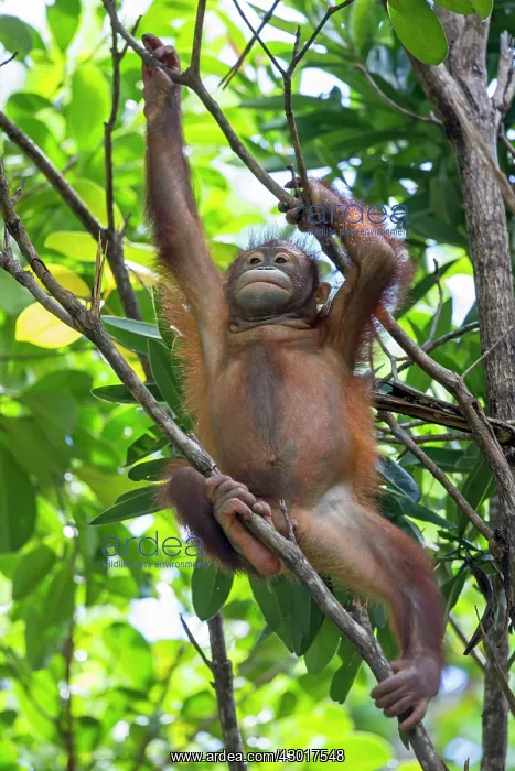: Bornean Orangutan young : Bornean Orangutan young